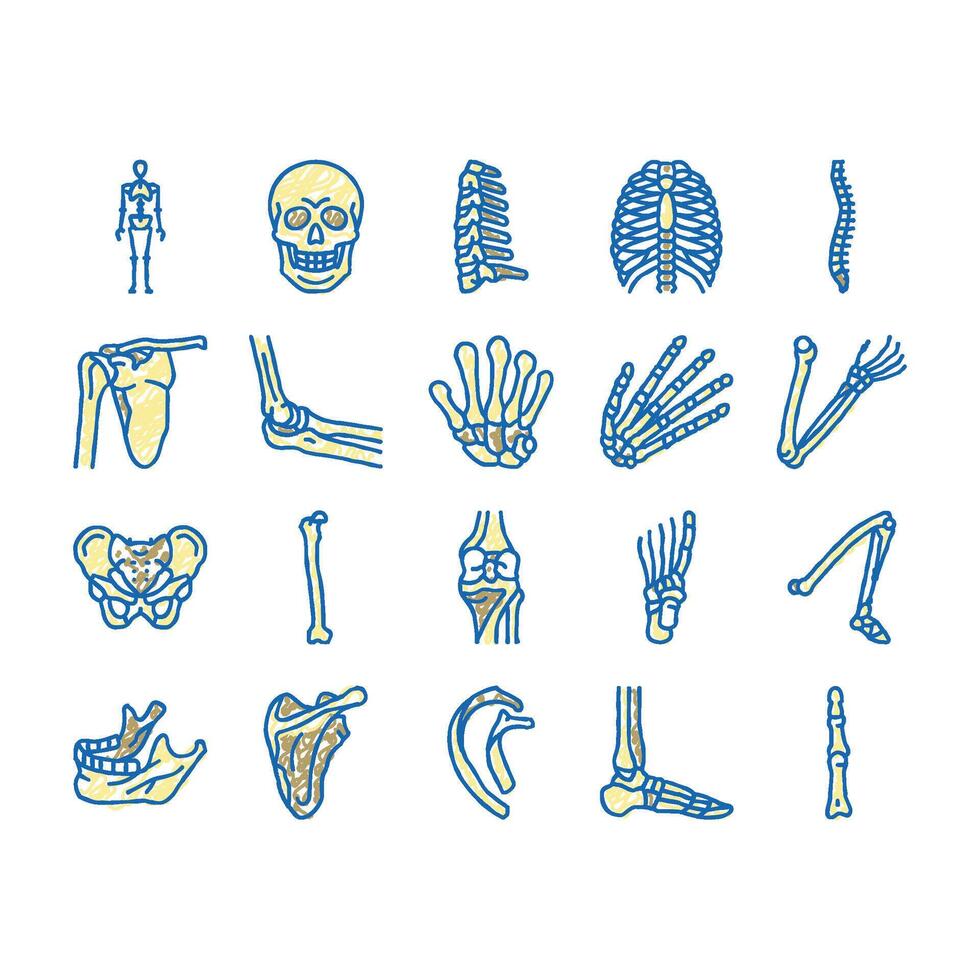 Bone Human Skeleton Structure Icons hand drawn vector