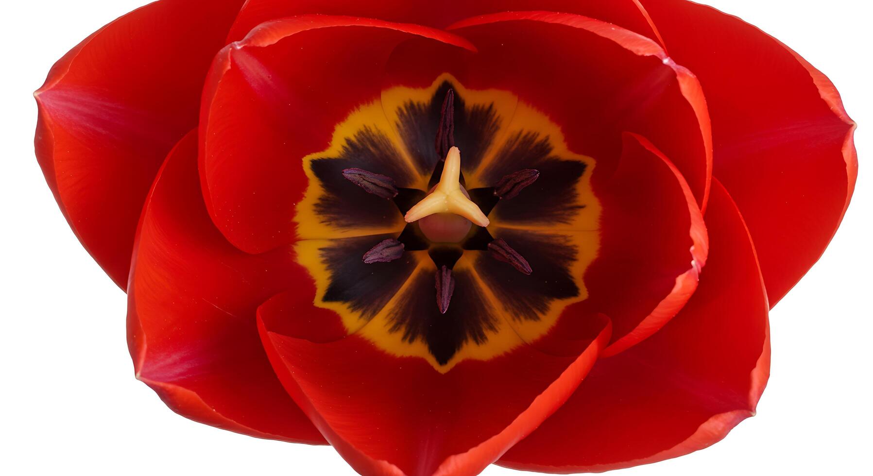 A red tulip with yellow center on a white background photo
