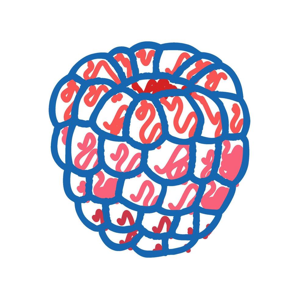 red raspberry ripe fruit icon doodle illustration vector