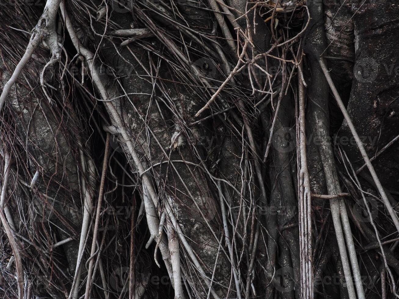 banyan tree for garden natural texture photo