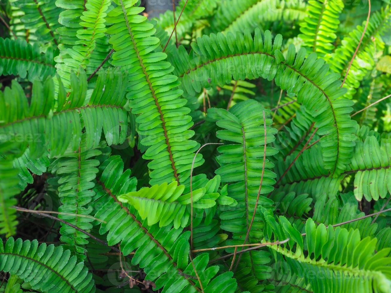 Close-up fern leaf texture for natural and fresh environment . photo