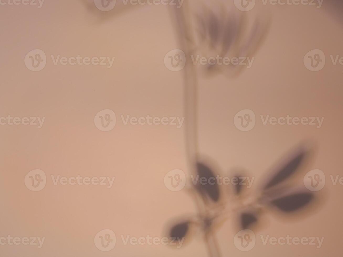 Leaf shadow on warm pastel background for minimalist background. photo