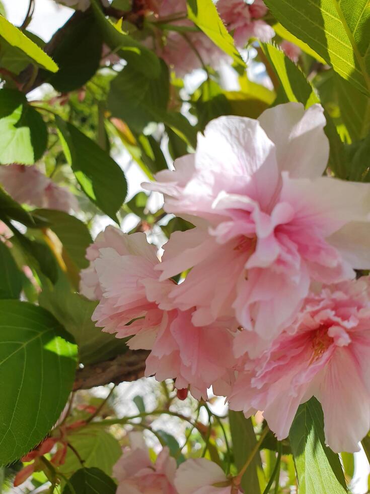 Sakura. Delicate pink sakura flowers, magnificently covering the branches, create a captivating spring atmosphere. photo