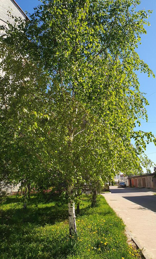 A young birch tree with a delicate white trunk and fresh leaves makes its way to the sun in the middle of a city yard. photo