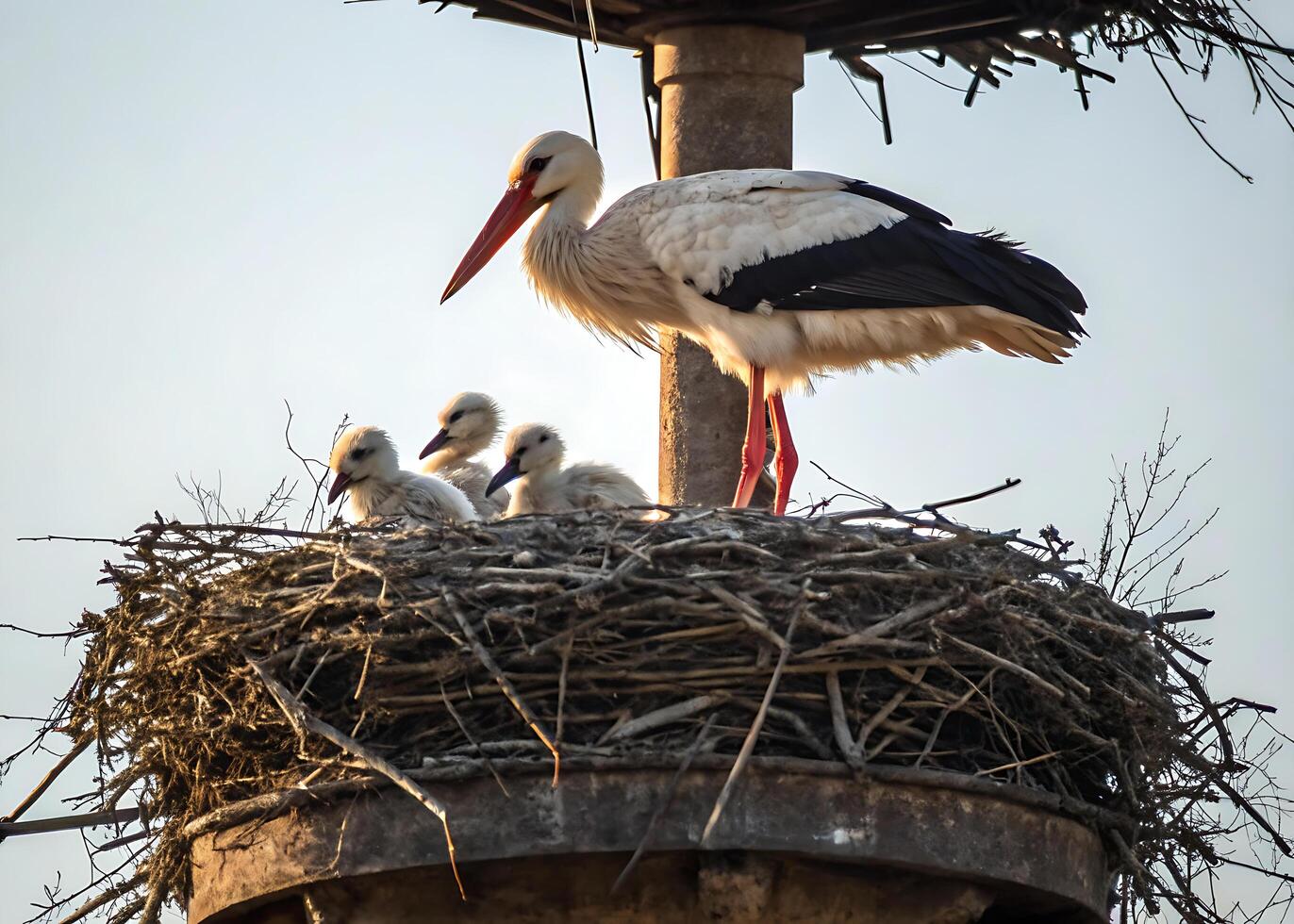 Stork. A stork in its nest feeds its fluffy babies, creating a warm and touching atmosphere of maternal care photo