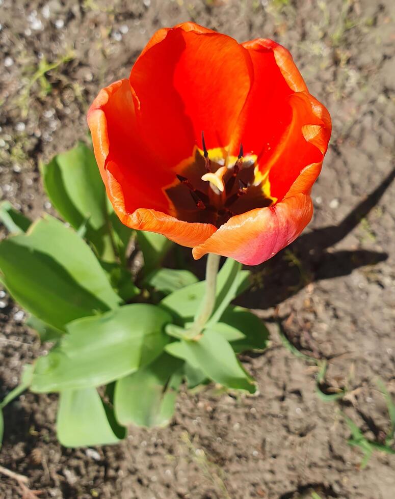 A bright red tulip in full bloom. The flower symbolizes love, passion, and the awakening of nature photo