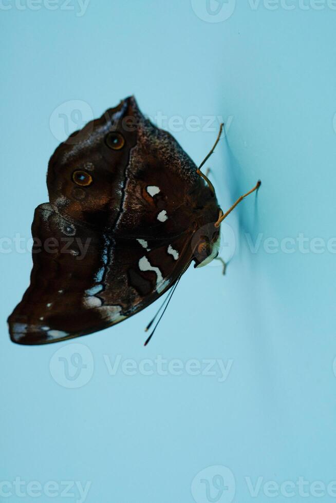 Macrophotography Butterfly Perched on the blue wall. Animal in Closeup shot Perched on a newly painted wall. Insects in the wild. Bugs are attracted to the scent of the the wall. Graphic Resources. photo