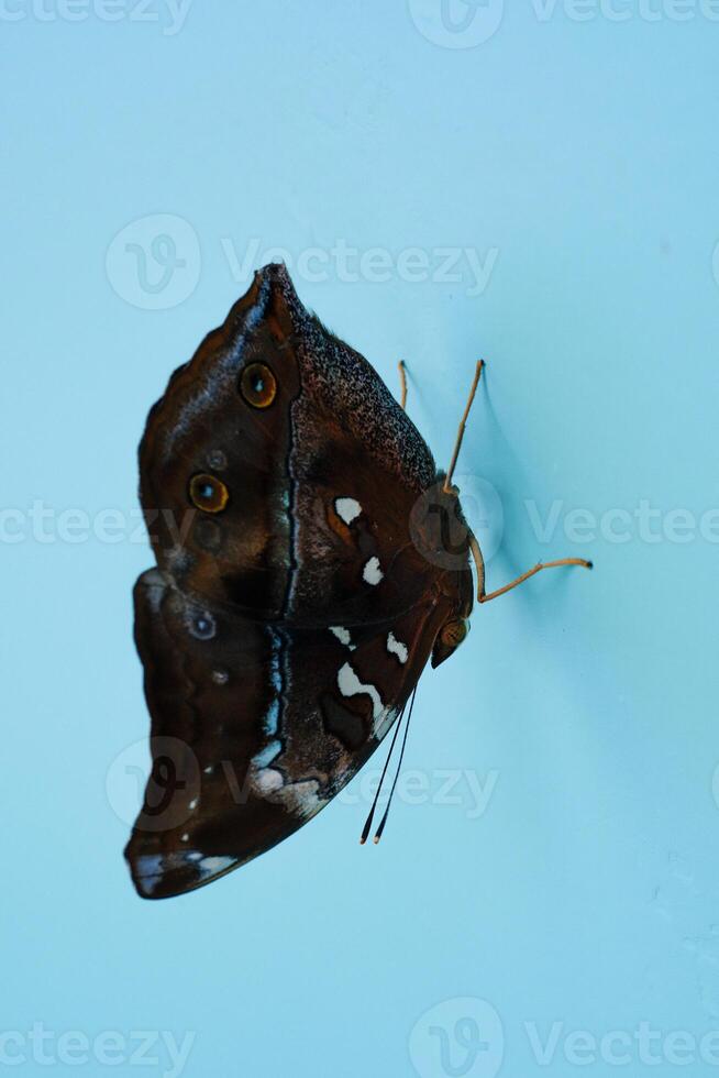 Macrophotography Butterfly Perched on the blue wall. Animal in Closeup shot Perched on a newly painted wall. Insects in the wild. Bugs are attracted to the wall. Graphic Resources. Text space photo