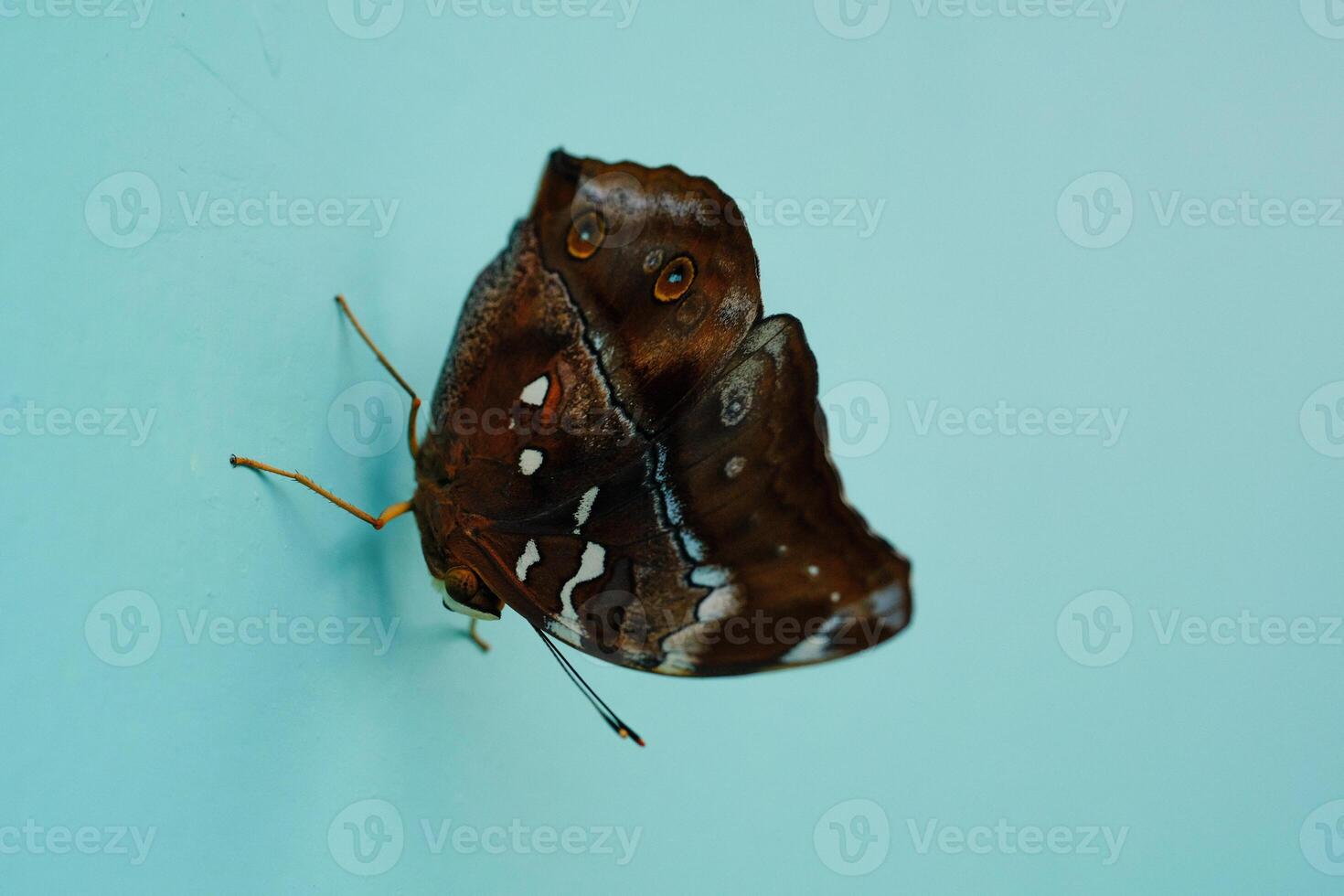 Macro Butterfly Perched on the blue wall. Animal in Closeup shot Perched on a newly painted wall. Insects in the wild. Bugs are attracted to the wall. Graphic Resources. Copy space photo