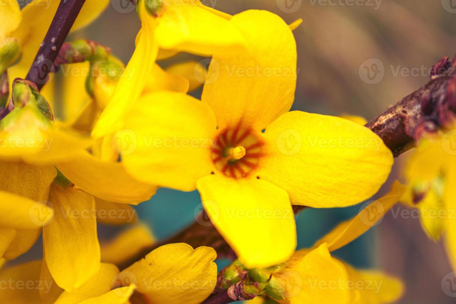 Forsythia, a shrub with yellow flowers from the oleaceae family at springtime, gardening photo
