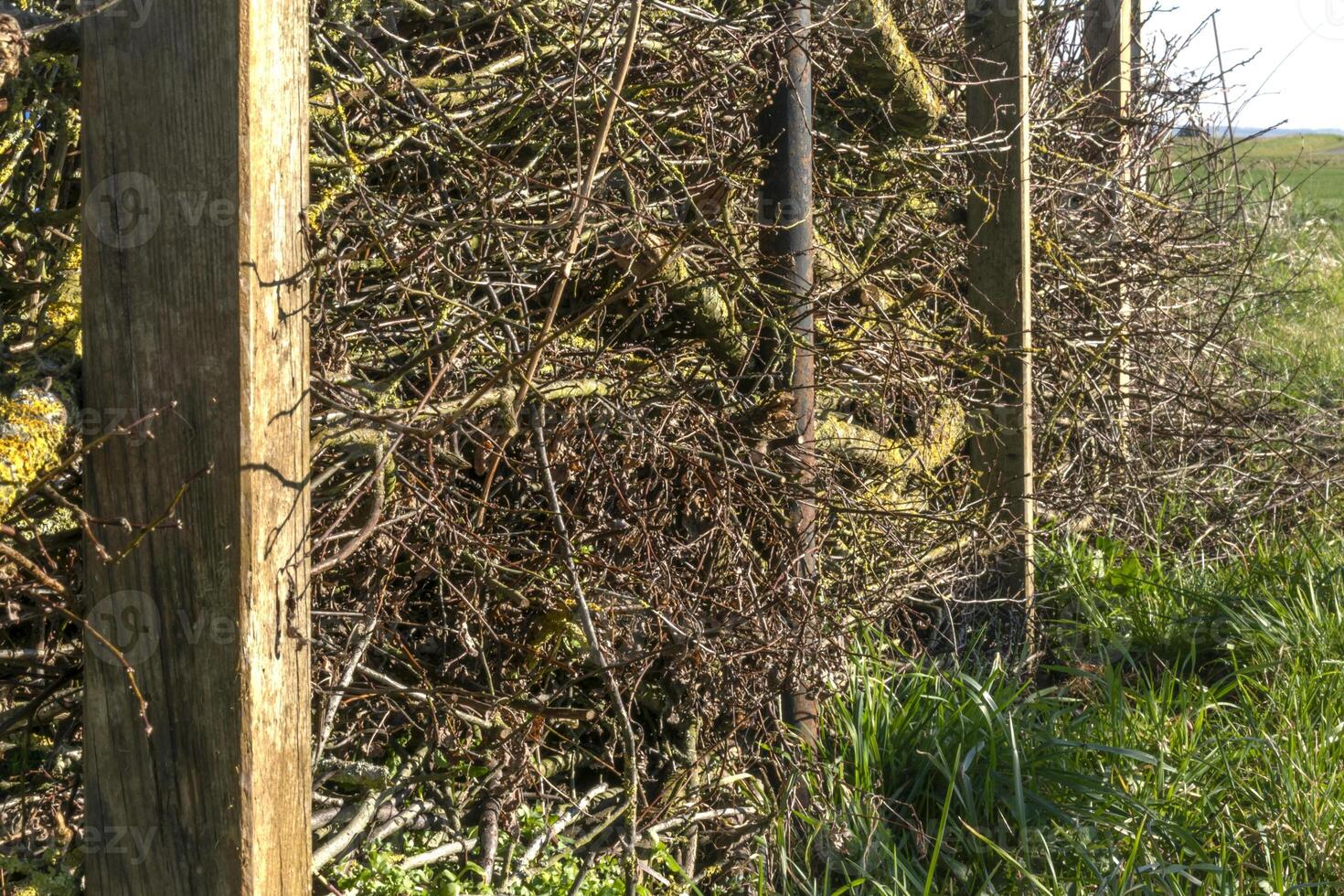 Dry hedge or Benjes hedge made of maintenance pruning branches, dead wood and roots, maintenance-free hedge, zero waste, upcycling, ecological, biotope welcoming to wildlife, nature photo