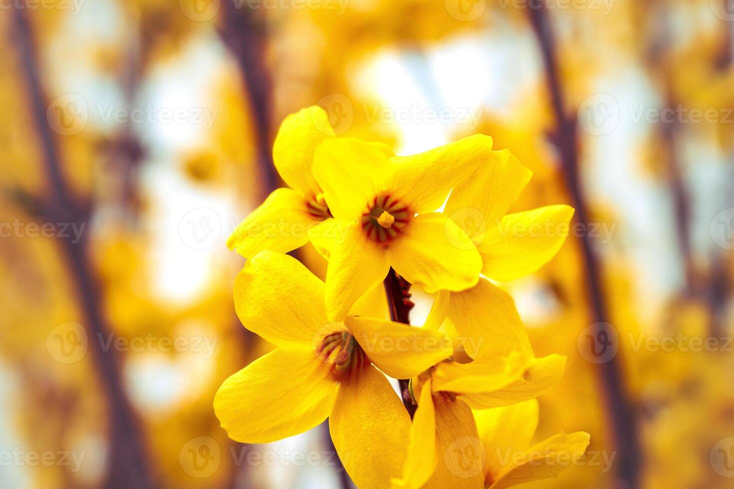 Forsythia, a shrub with yellow flowers from the oleaceae family at springtime, branch photo
