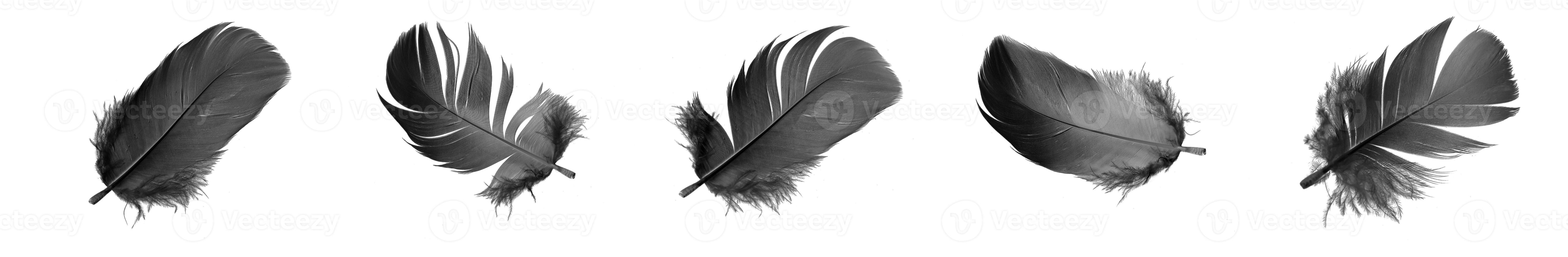 black goose feather on a white isolated background photo