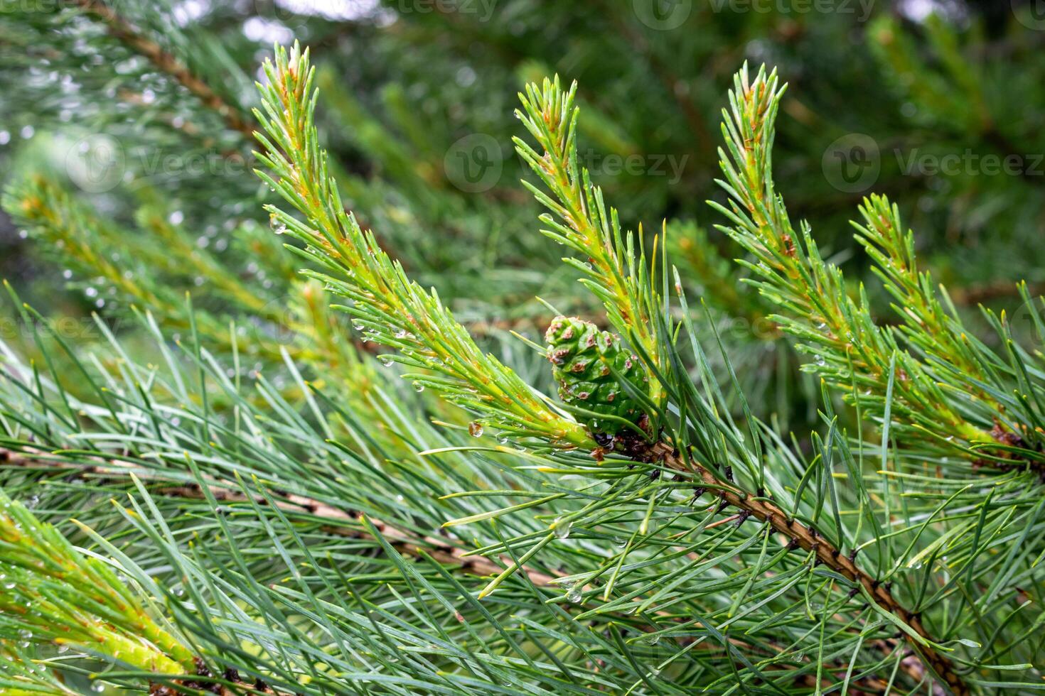 green black pine knobs with a visible texture photo