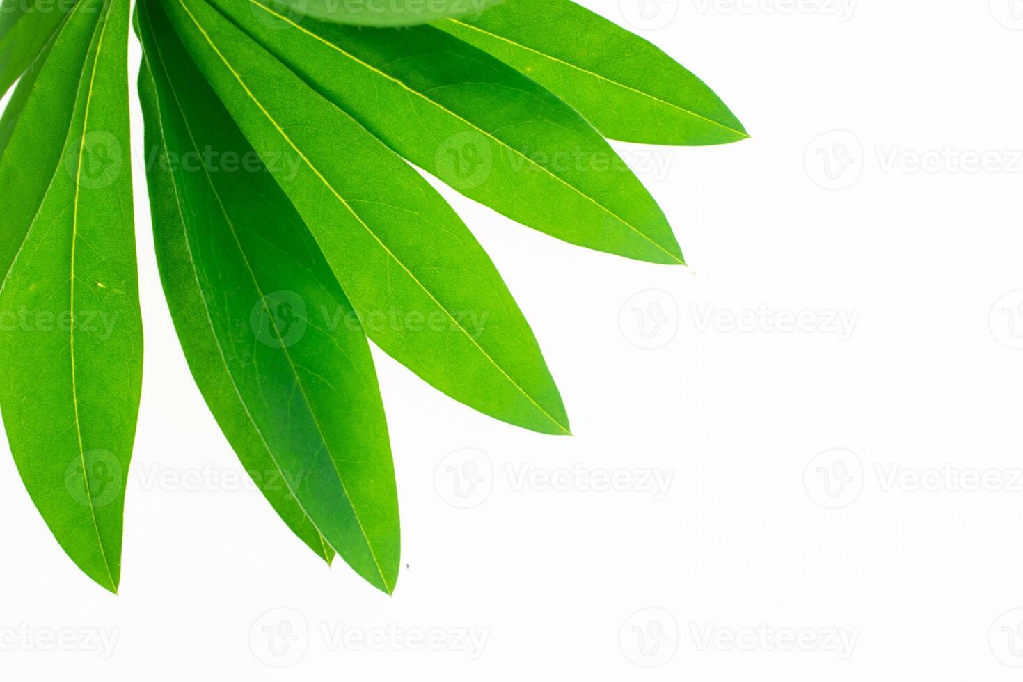 green lupine leaf on white isolated background photo