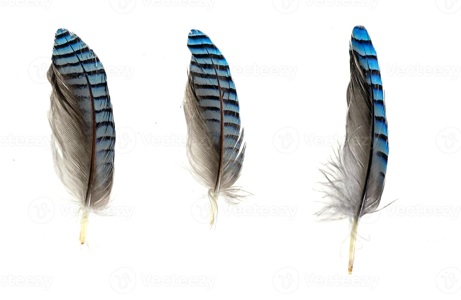 blue with black striped jay feather photo
