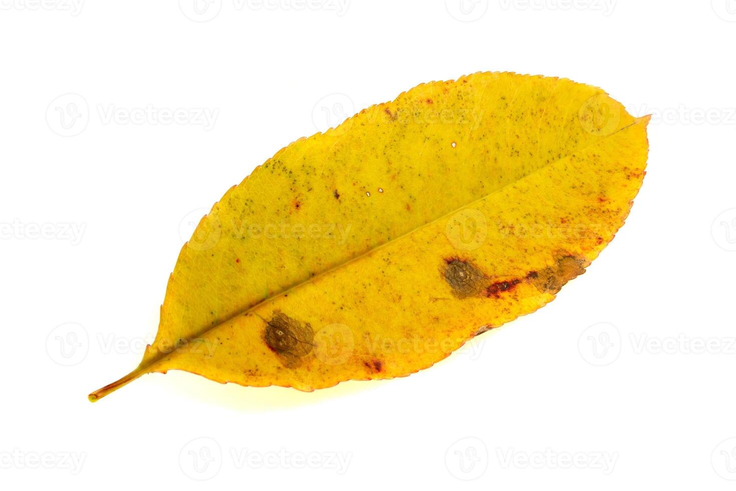 yellow autumn leaf on a white isolated background photo