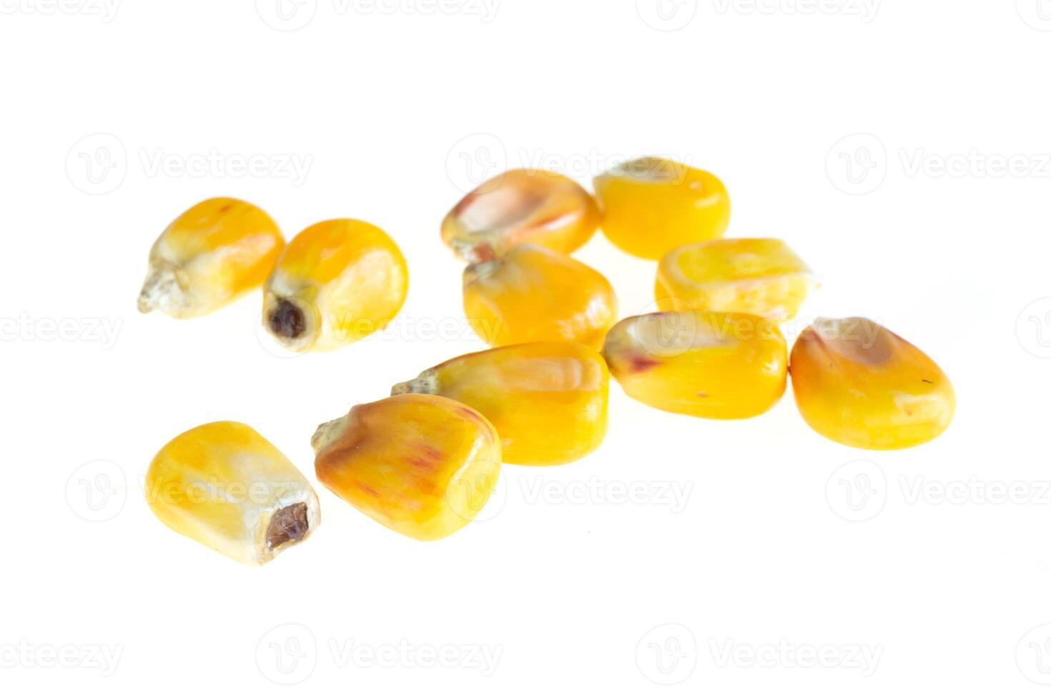 yellow corn grains isolated photo