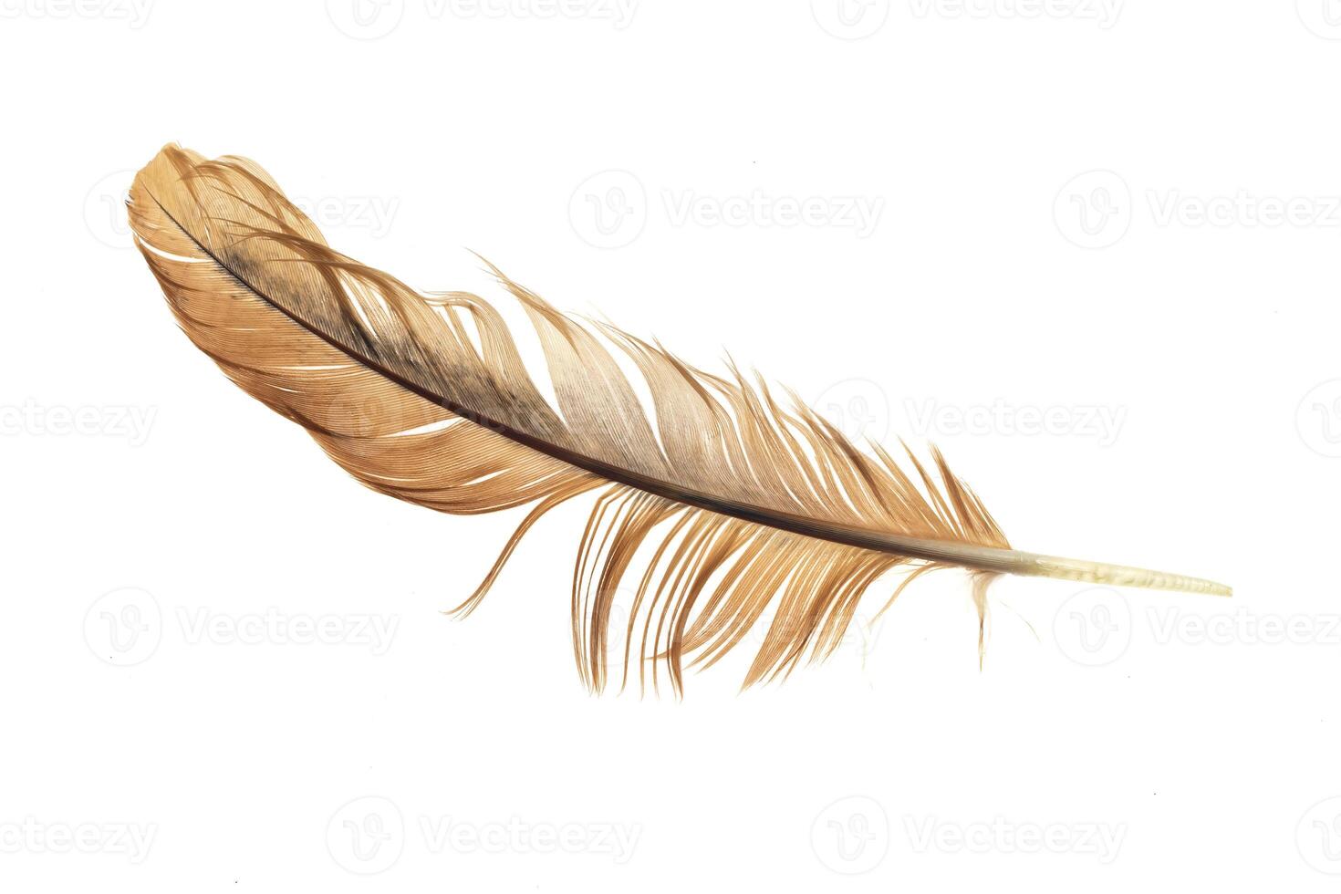 frayed brown chicken feathers photo