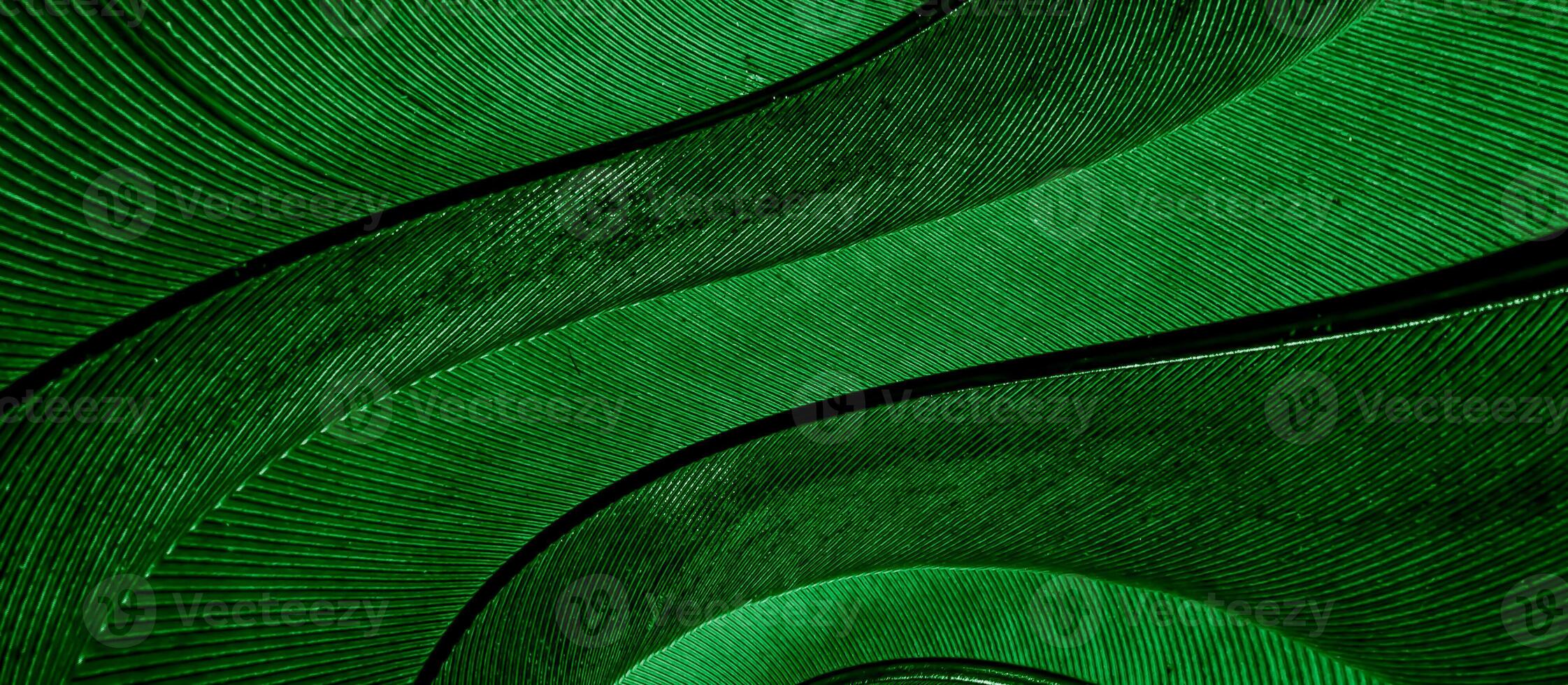 green feather pigeon background photo