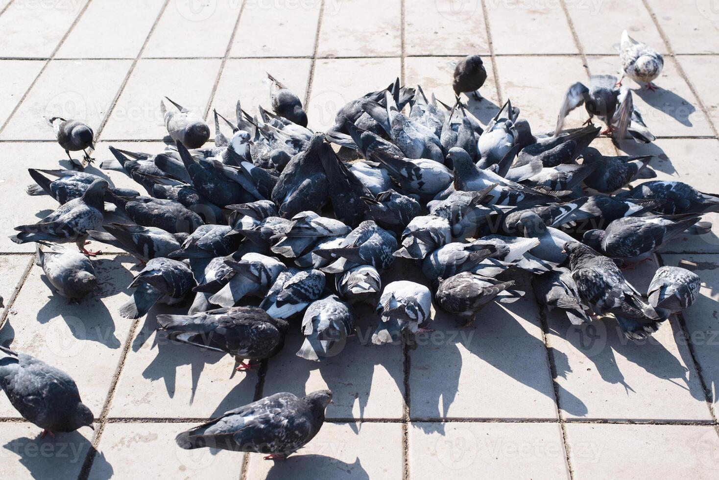 A group of pigeons on a tile floor photo