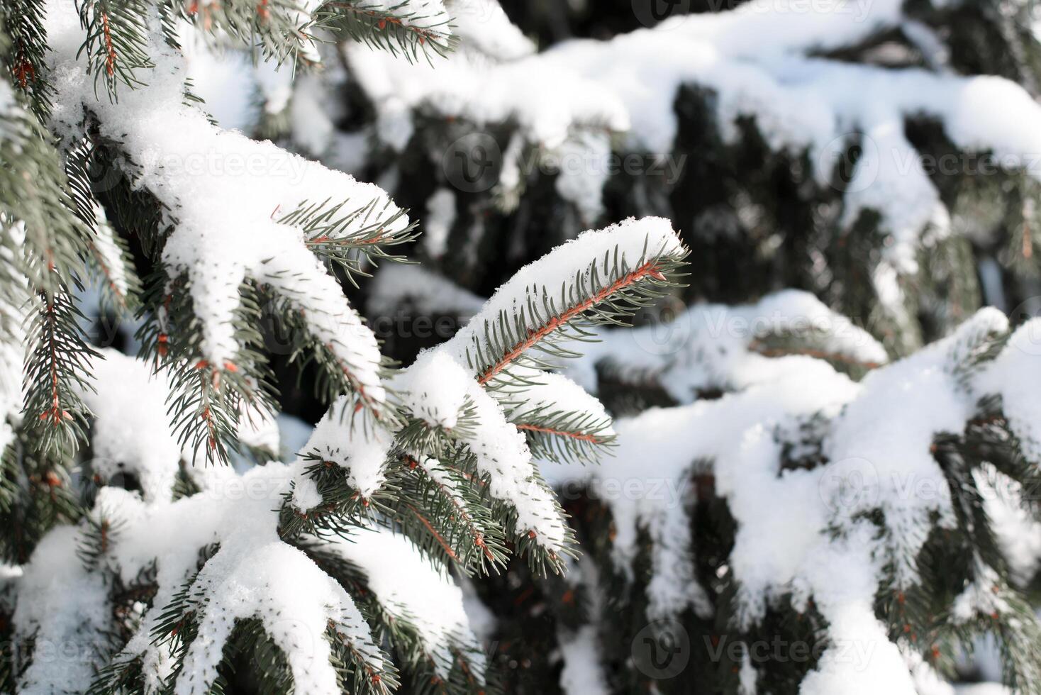 Christmas tree branch covered with snow, close-up. Sunny winter day in the forest. photo
