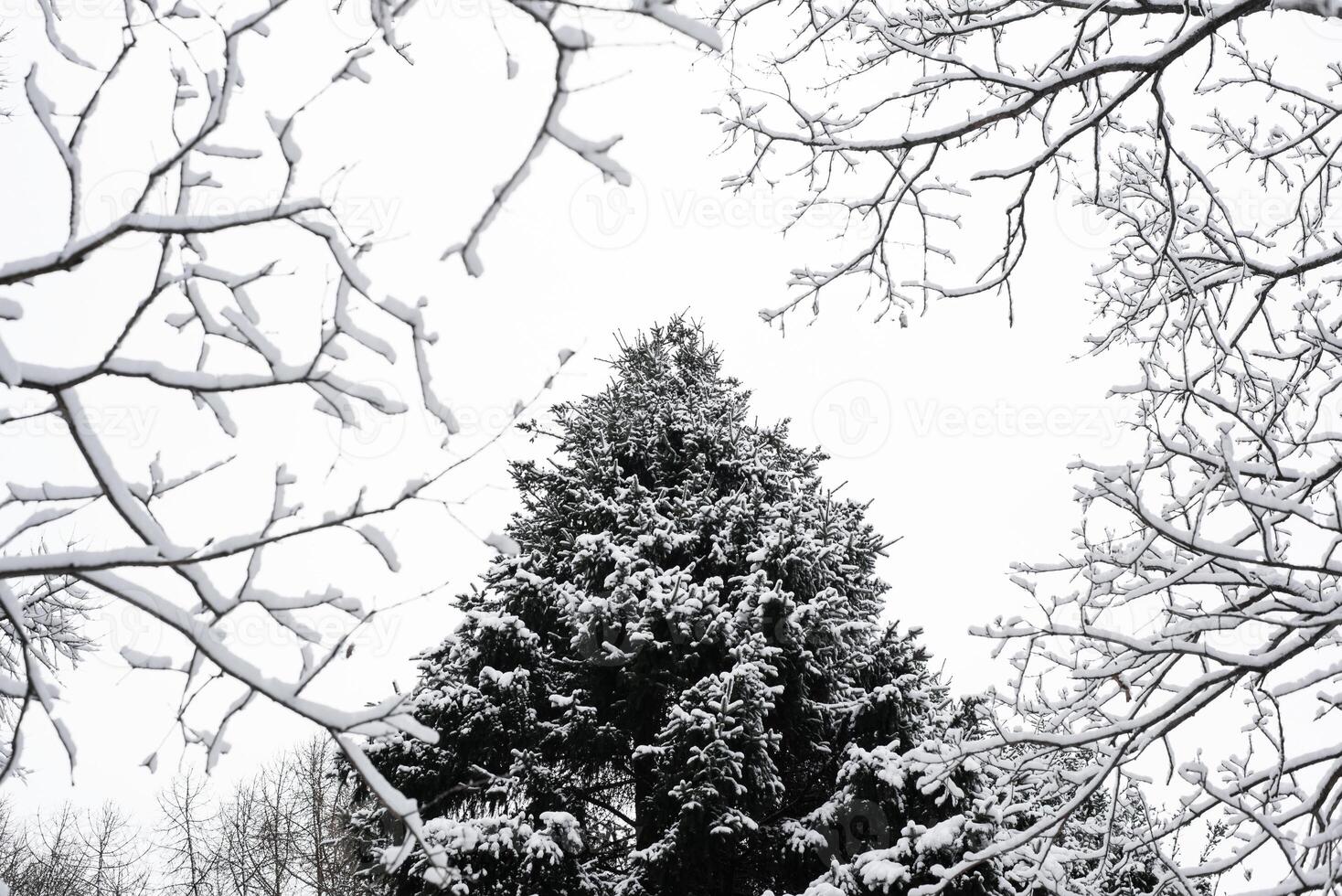 A tree is covered in snow and branches photo