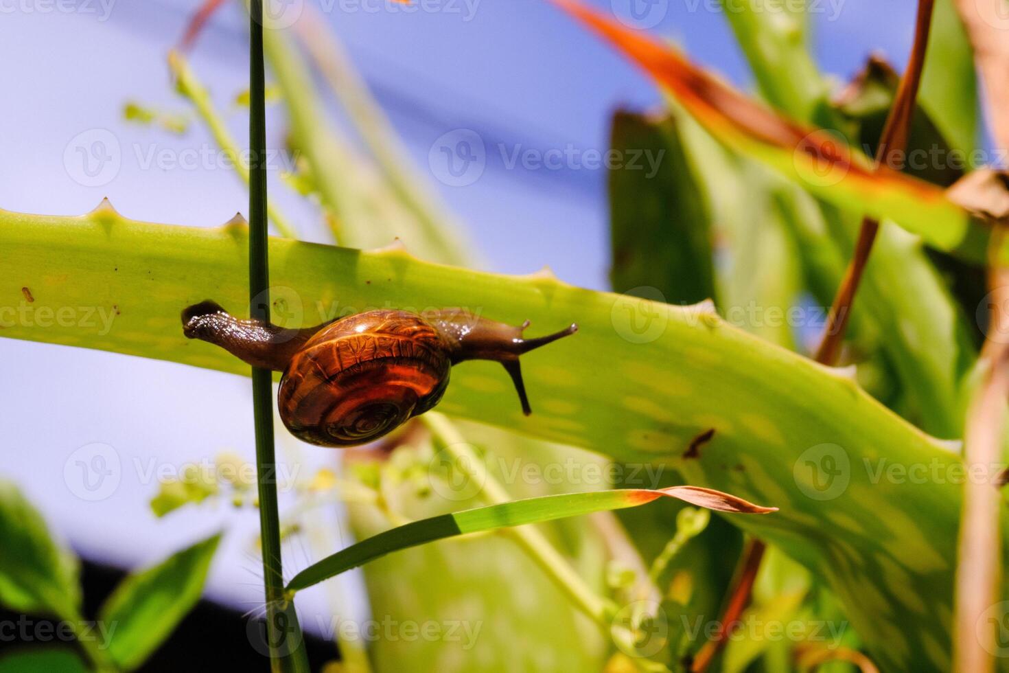 Nature Macro Tiny snail basking in the sun. Animal in Closeup shot crawling exploring aloe vera plant. Mollusca in the wild. Slimy and shelled animals on plants. Animal Motion. copy Space photo