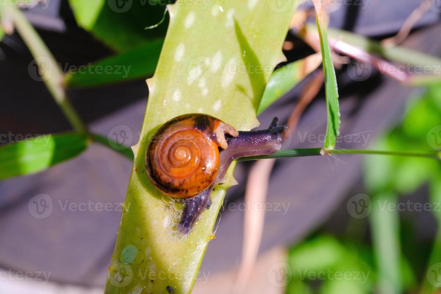 Natural Macro Tiny snail basking in the sun. Animal in Closeup shot crawling exploring aloe vera plant. Mollusca in the wild. Slimy and shelled animals on plants. Animal Motion. Negative Space photo