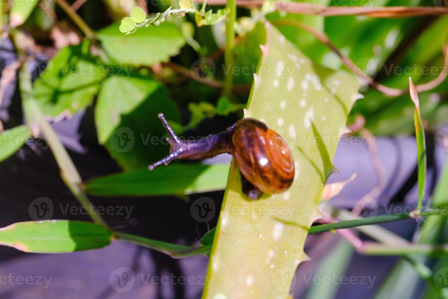 Macro Tiny snail exploring aloe vera plant. Animal in Closeup shot crawling along the leaf. Mollusca in the wild. Slimy and shelled animals on plants. Animal Motion. Negative Space photo