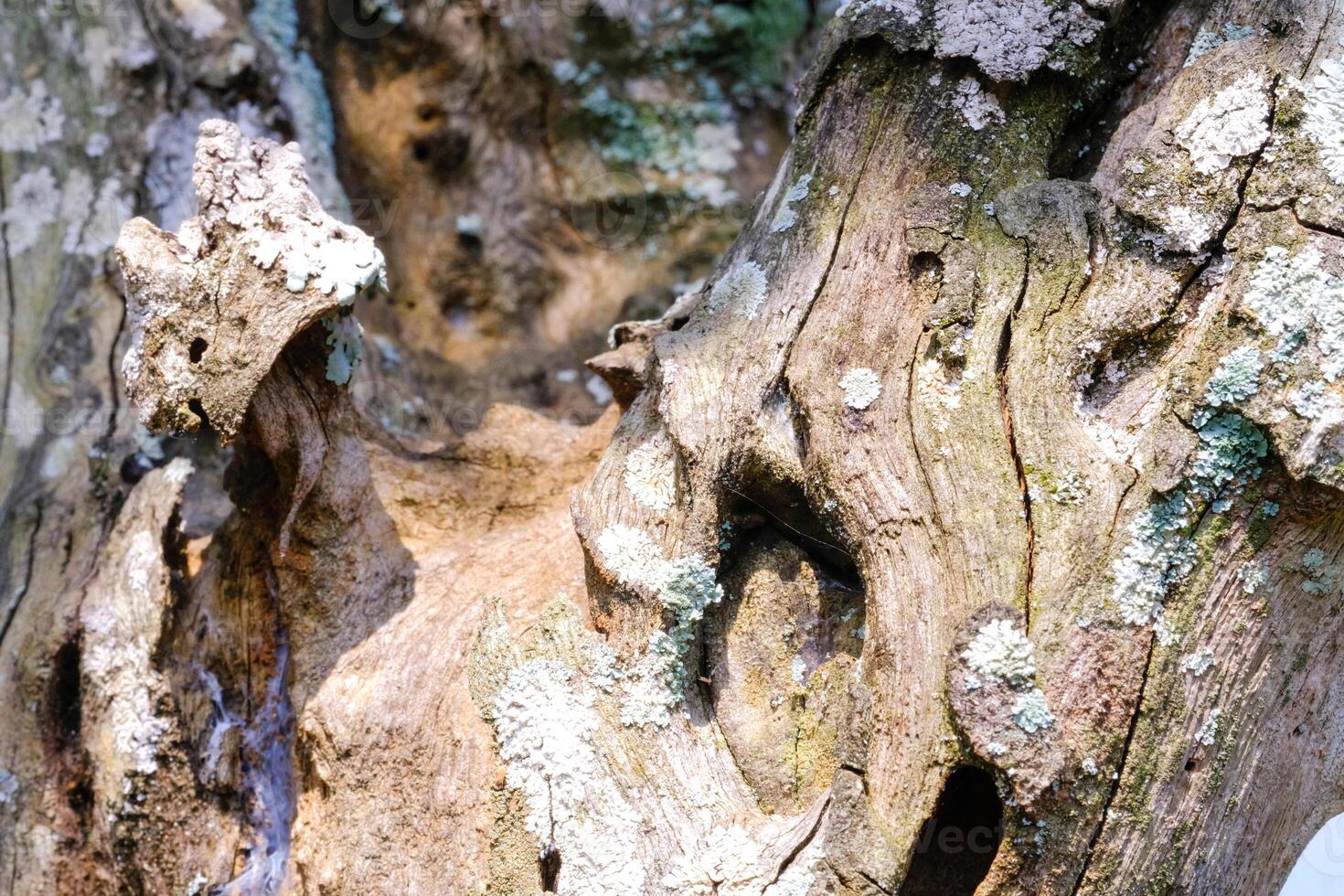 Macrophotography Moldy tree bark. Closeup shot of bark that is greenish and rotting due to mold and moisture. Tree bark texture. Old tree bark. Wallpaper Backgrounds. Negative space. Graphic Design photo