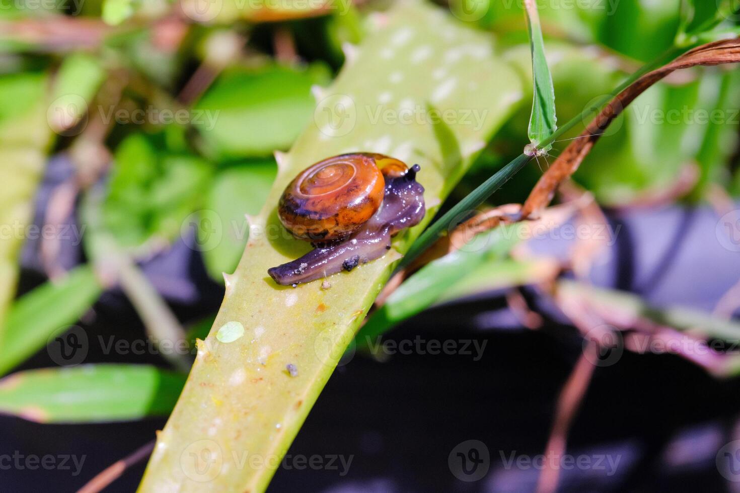 Macrophotography Tiny snail exploring aloe vera plant. Animal in Closeup shot crawling along the leaf. Mollusca in the wild. Slimy and shelled animals on plants. Animal Motion. Negative Space photo