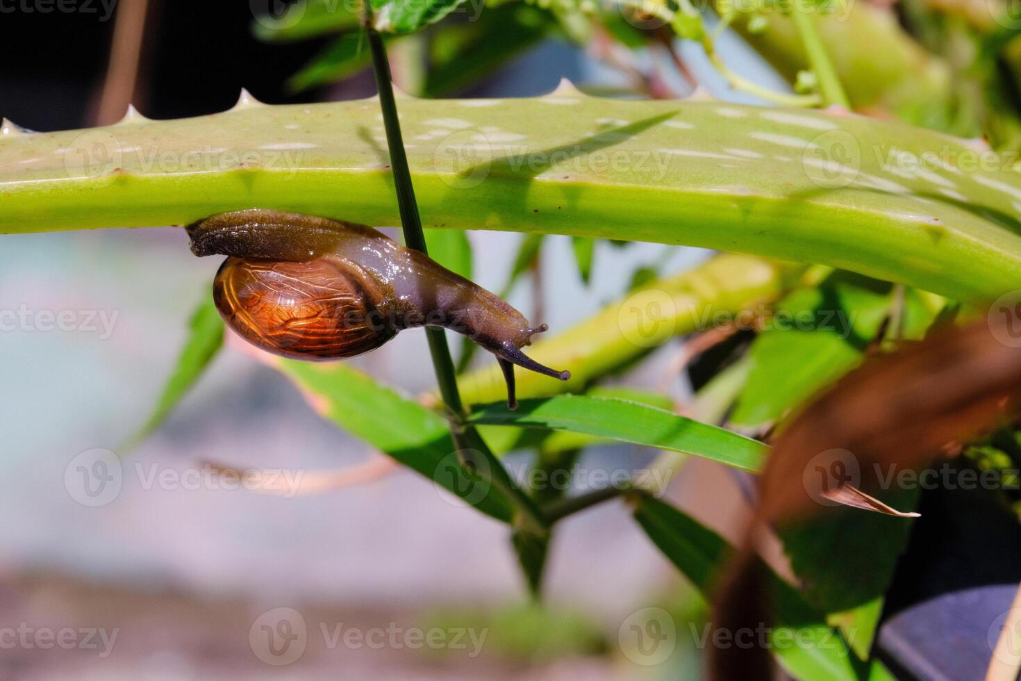 Macrophotography Tiny snail exploring aloe vera plant photo