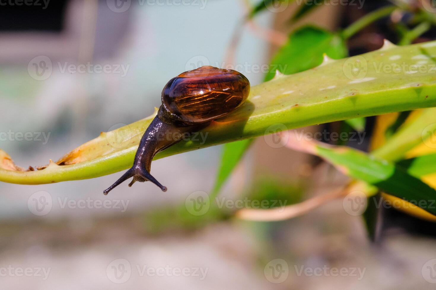 Macro Tiny snail exploring aloe vera plant photo