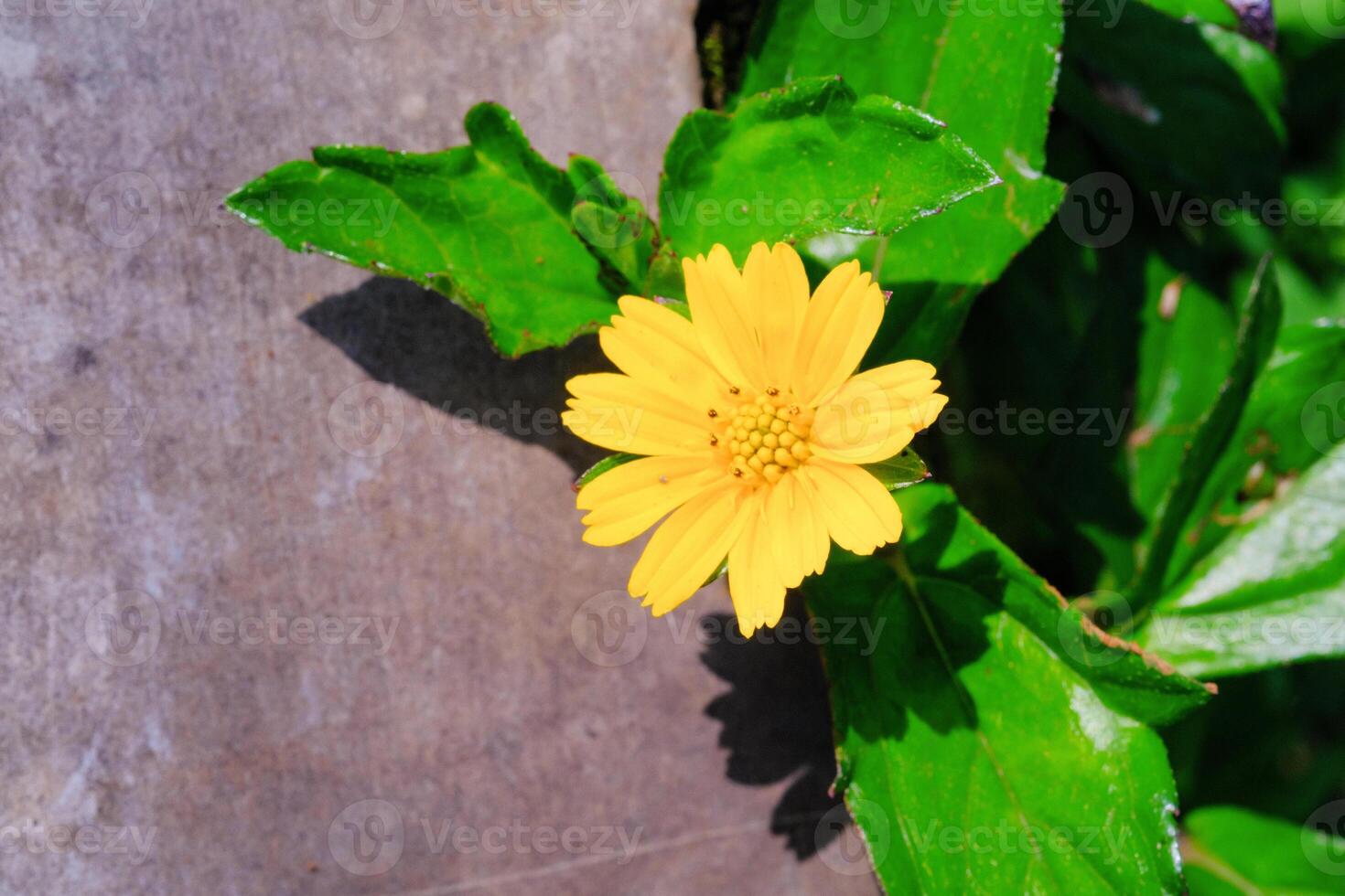 Macrophotography Wild Wedelia Chinensis flower. Closeup shot of Sphagneticola Calendulacea flower. Texture of plants. Details of flower in the garden. Flora Backgrounds. Graphic Resources photo