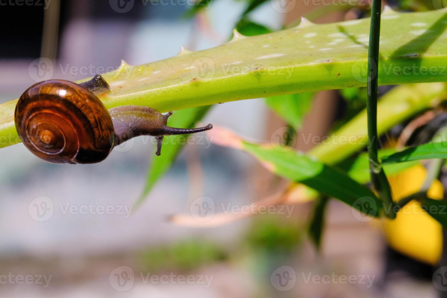 Nature Tiny snail basking in the sun. Animal in Closeup shot crawling exploring aloe vera plant. Mollusca in the wild. Slimy and shelled animals on plants. Animal Motion. Negative Space photo