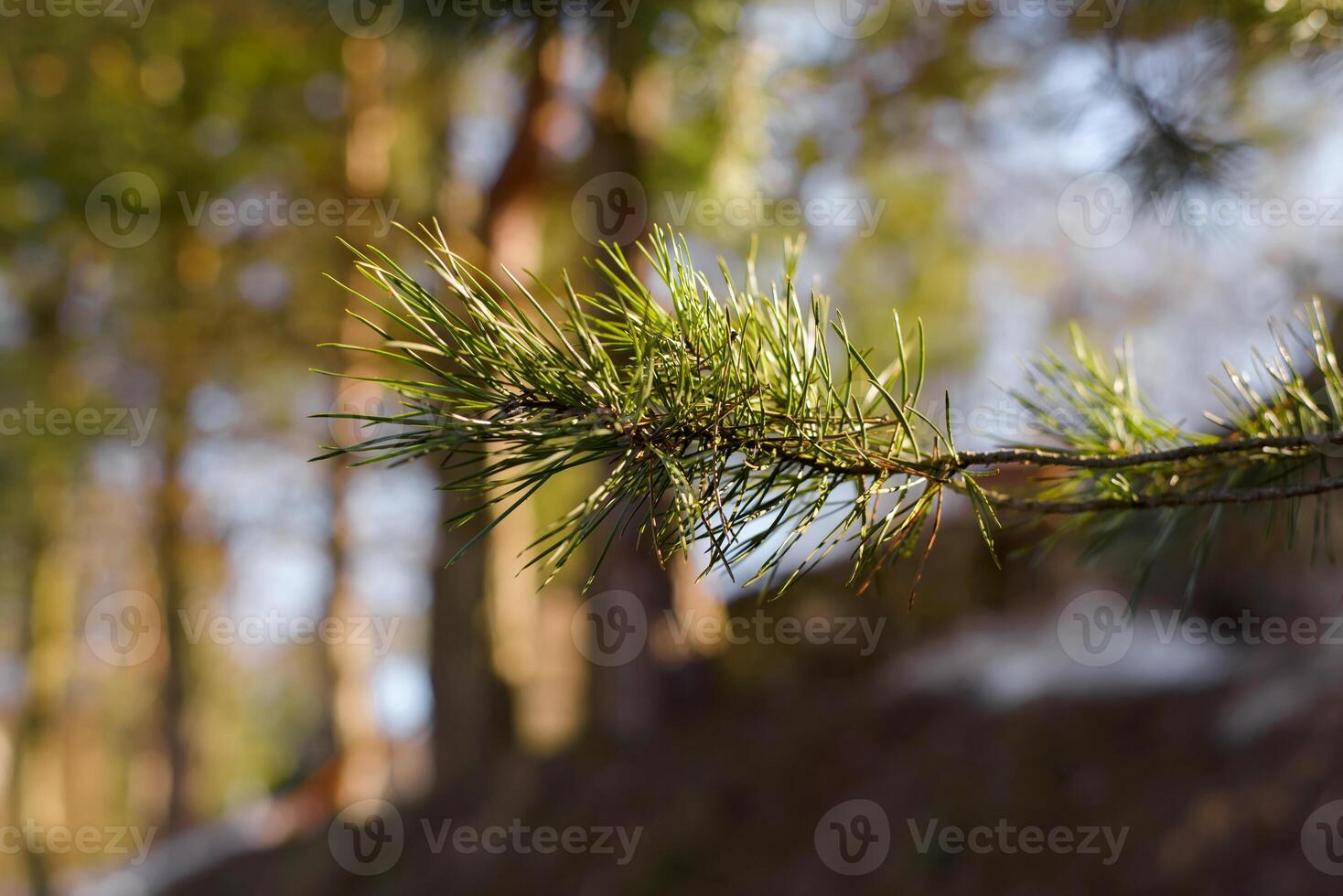 A pine branch with needles on it in the woods photo