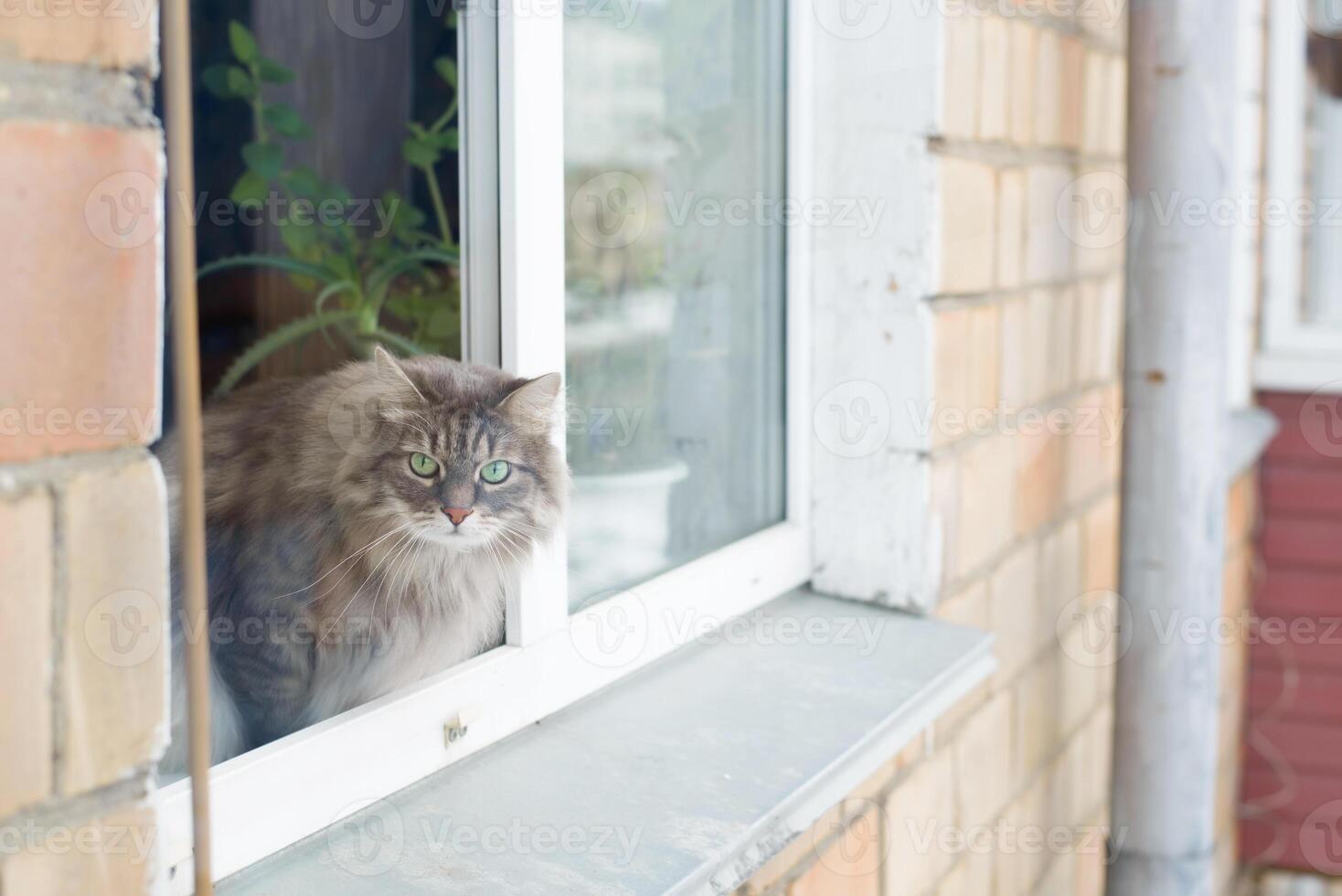 Gray fluffy cat sitting on the windowsill outside. Curious Siberian cat looking at the camera. photo