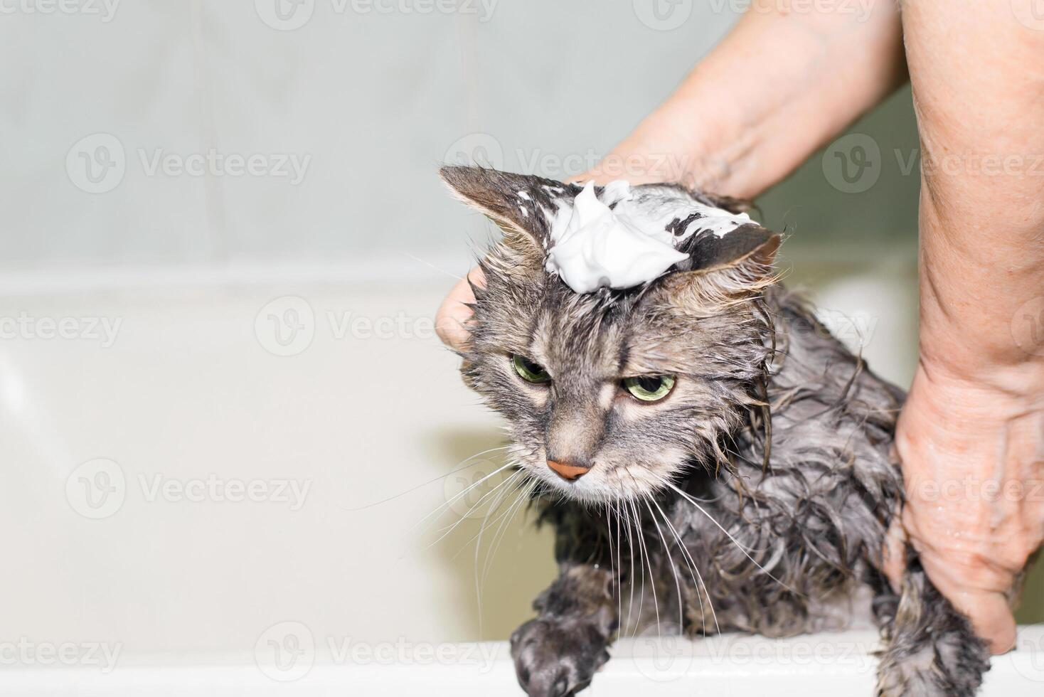 Funny cat taking bath, close-up. Gray green-eyed cat with foam on its head. Female hands washing pet photo