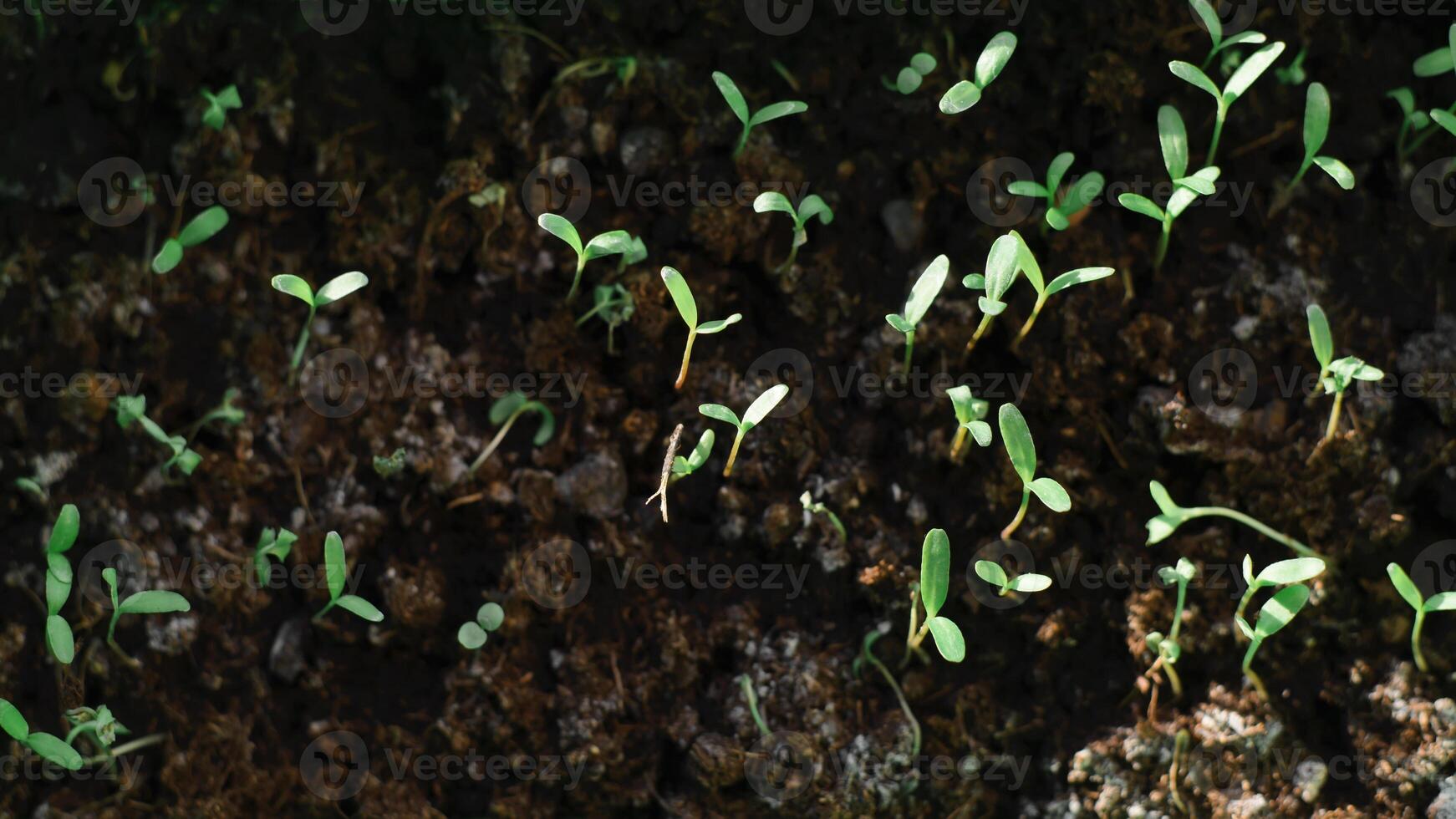 A close up of a small plant growing out of a rock photo