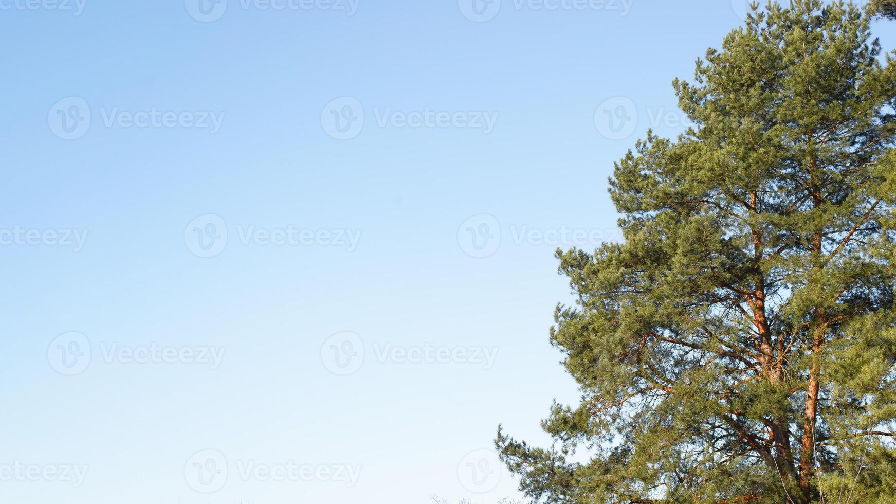 A large tree with a blue sky behind it photo