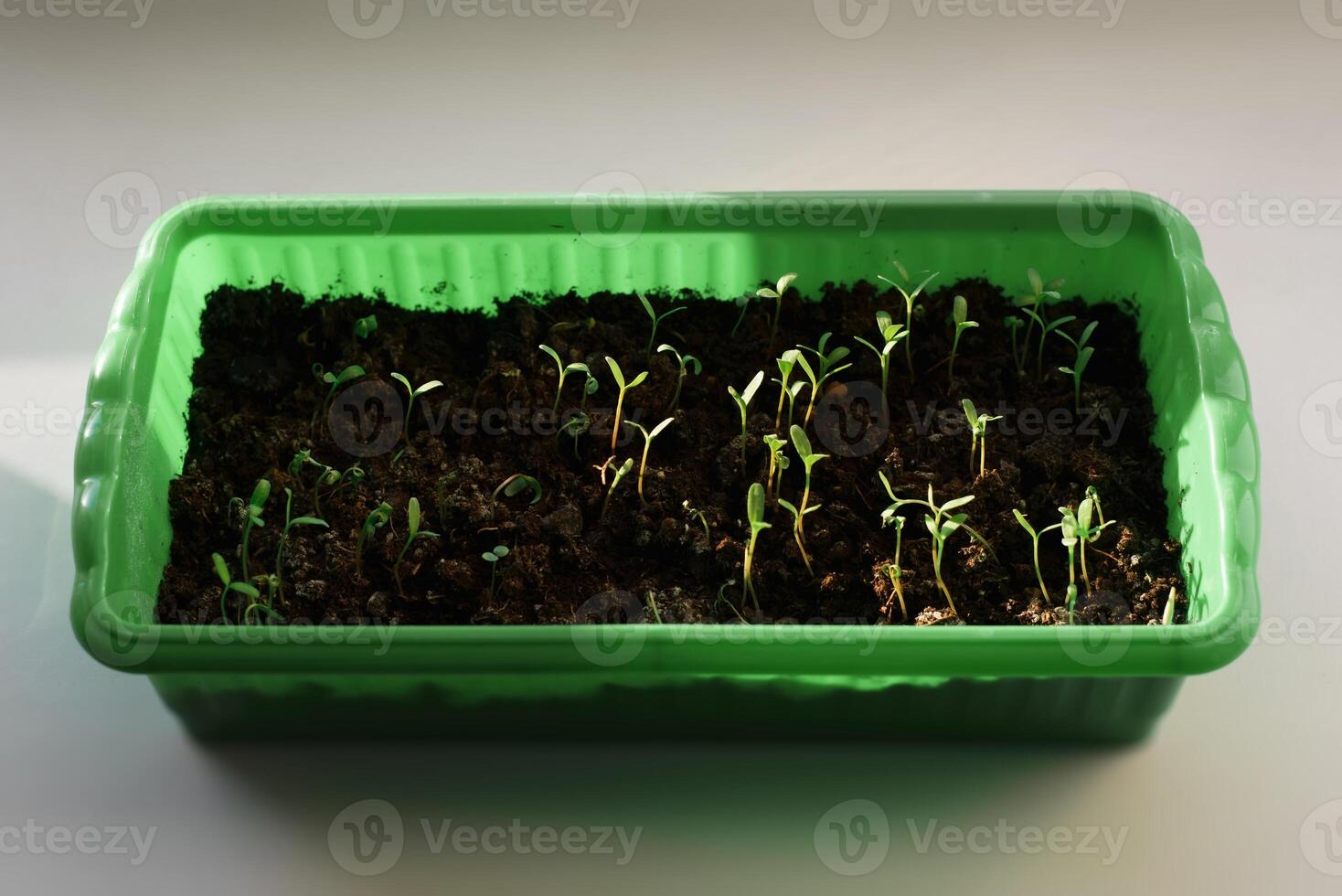 Seedlings in a green plastic container standing on a windowsill indoors. Selective focus photo