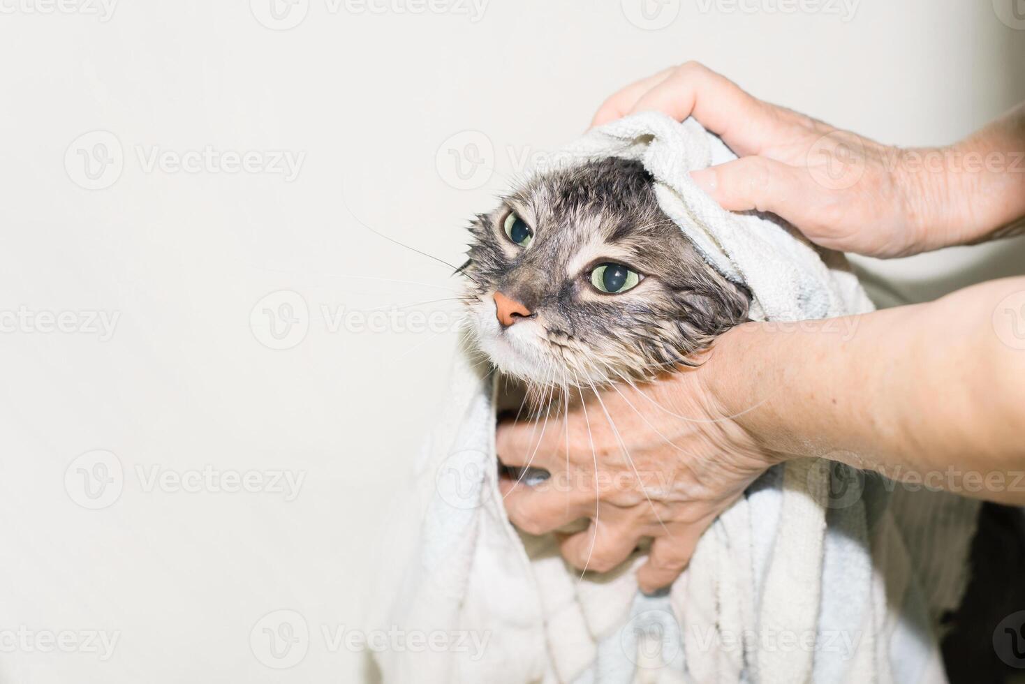 Wet green-eyed cat after bathing, close-up. Female hands wiping a gray cat with a towel. Pet hygiene photo