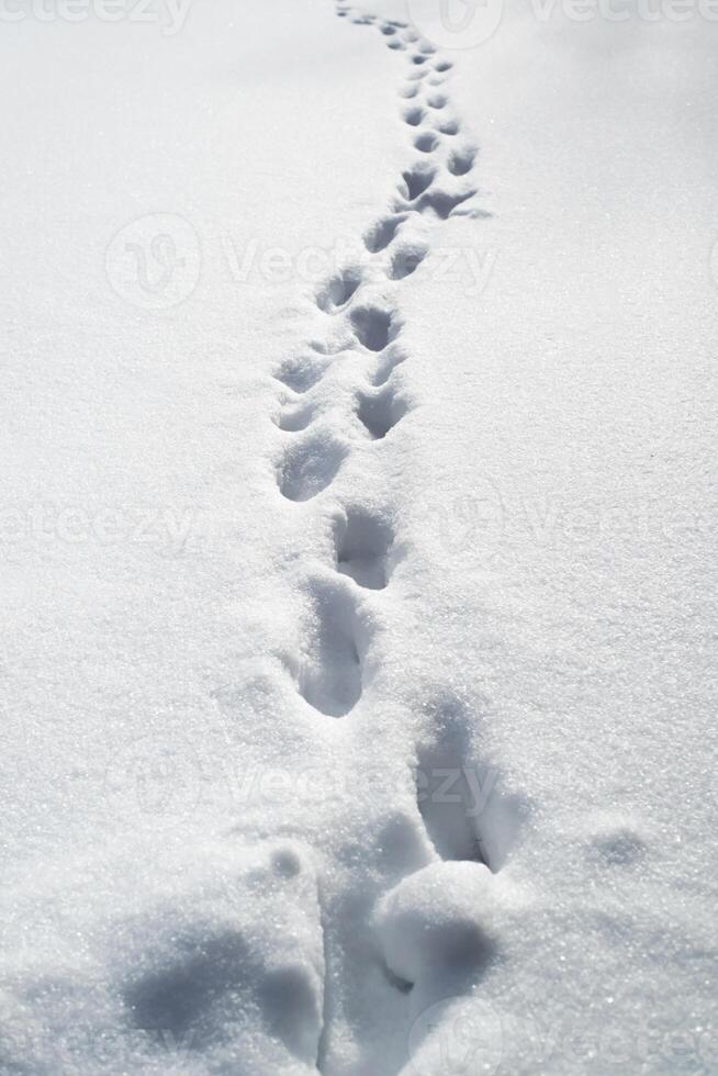 Deep footprints in the snow. Snowdrifts after a snowstorm, roads not cleared. photo