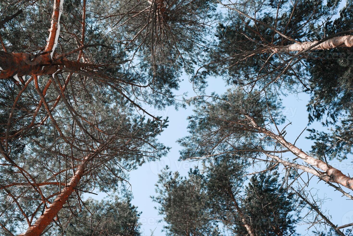 Pine forest on a sunny clear day, bottom up view. Pine edges. photo