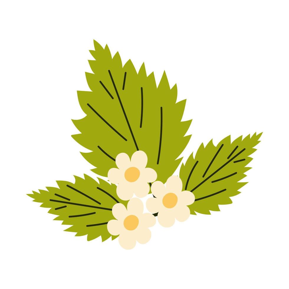 Leaves and flowers of strawberry. illustration. vector