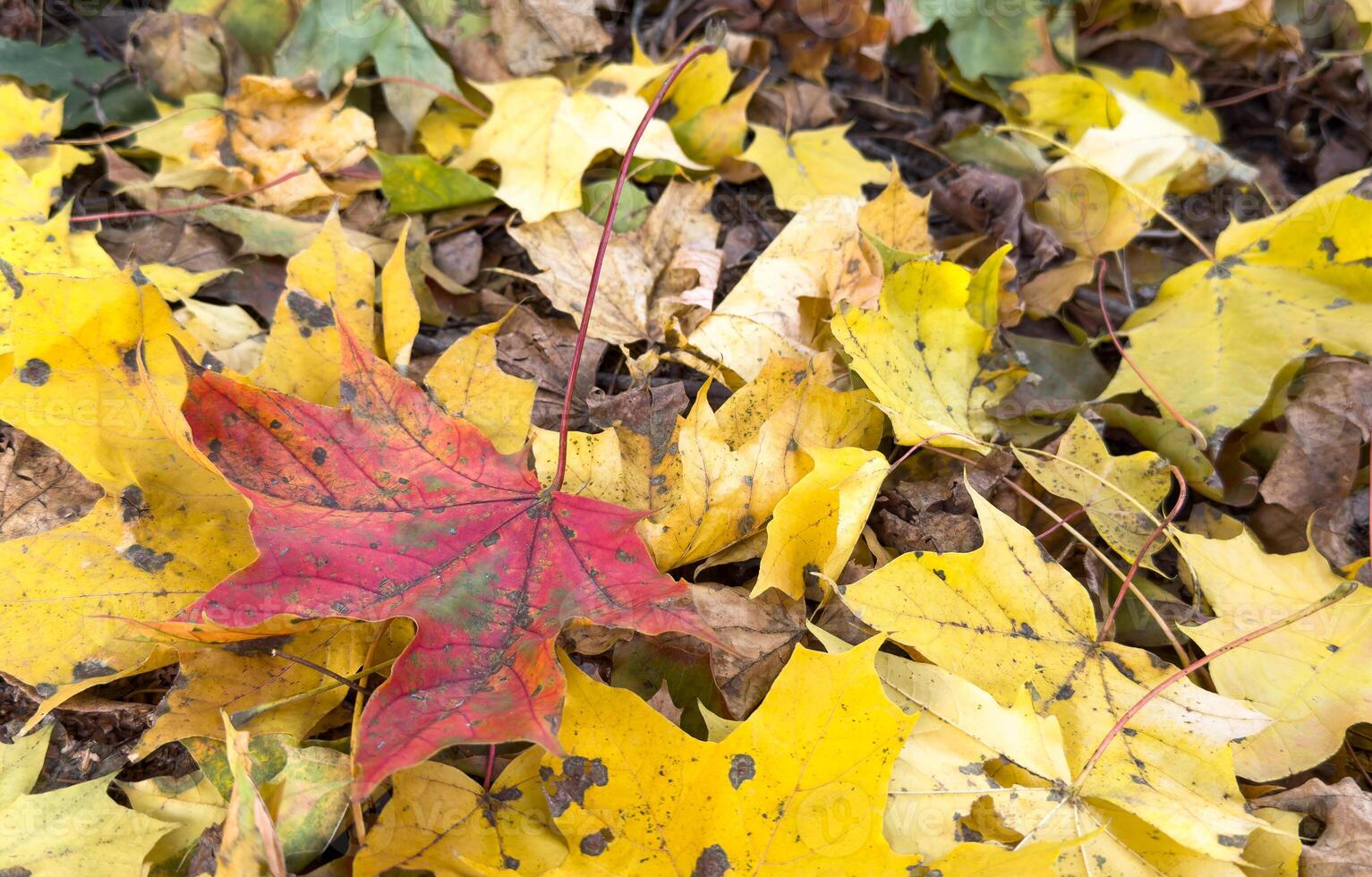 Fall season. Blurred background with autumn forest. Sunny fall backdrop with fallen leaves. Maples trees with yellow and orange leaves. Horizontal nature banner with yellow and orange autumn leaf photo