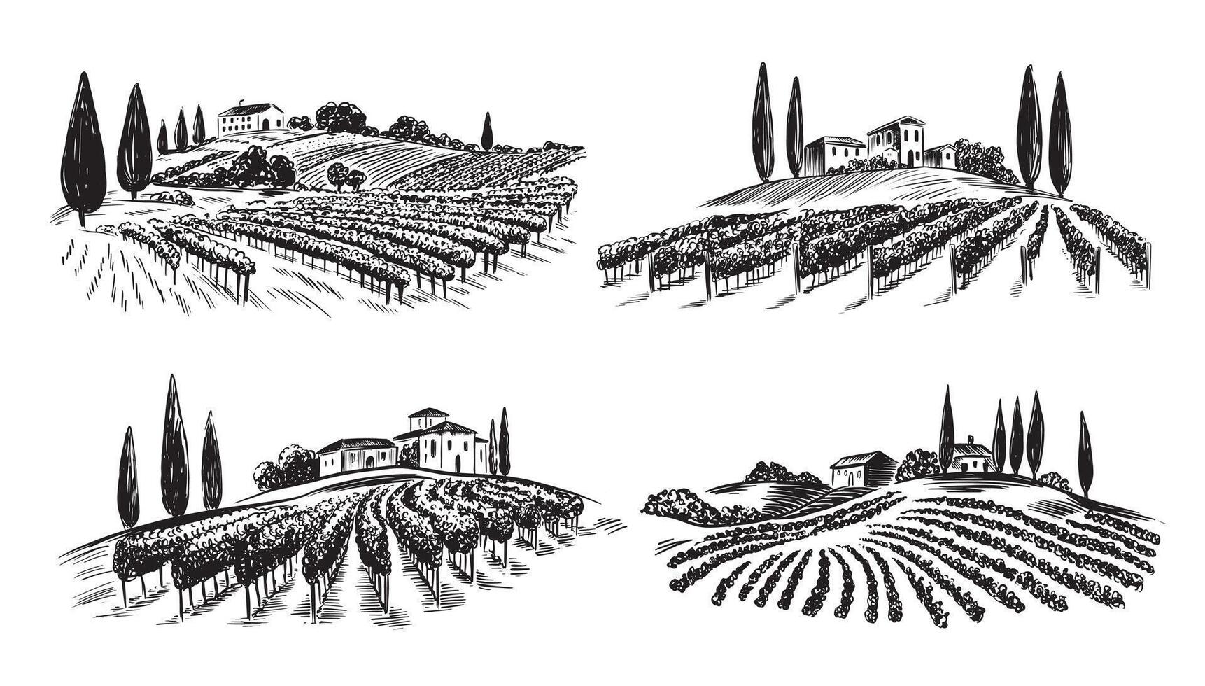 Vineyard landscape set on white, hand drawn vector
