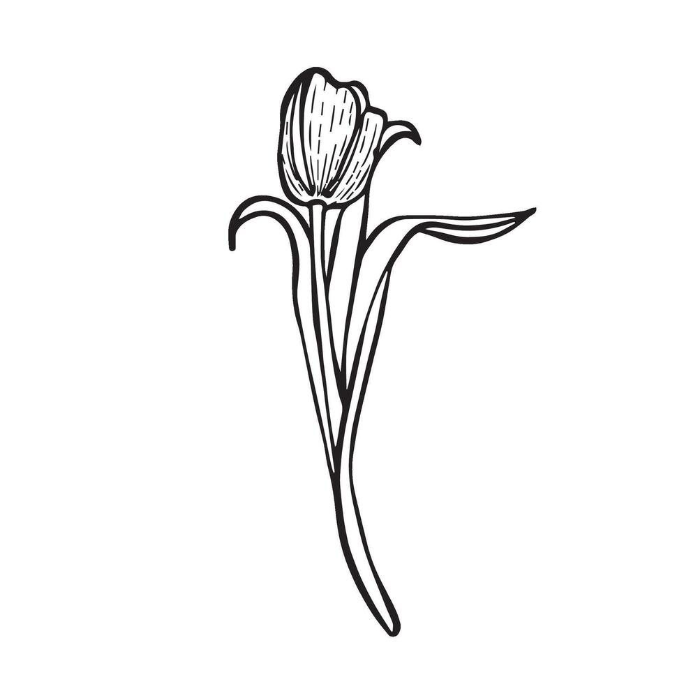 tulip painted in graphic. Perfect for greeting cards, posters, packaging, wedding design, floral collections, Womens Day, Mother Day and spring holidays. vector