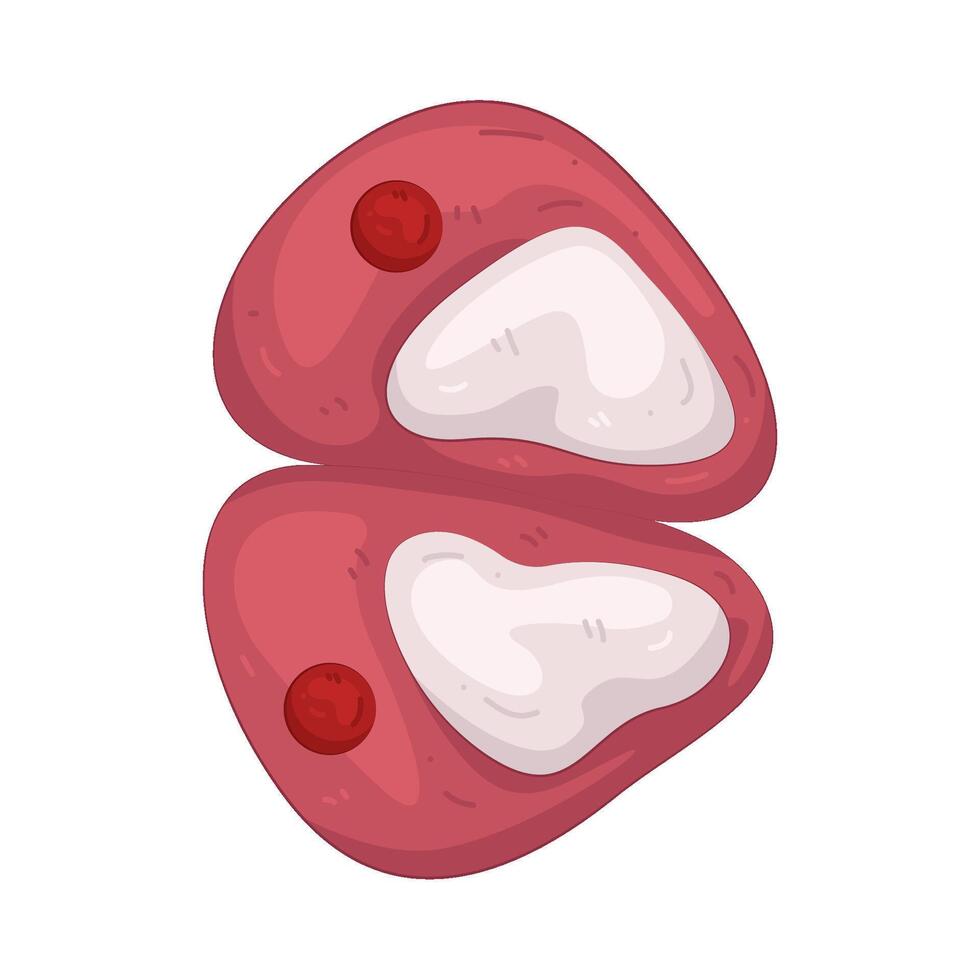 Illustration of chondrocyte vector
